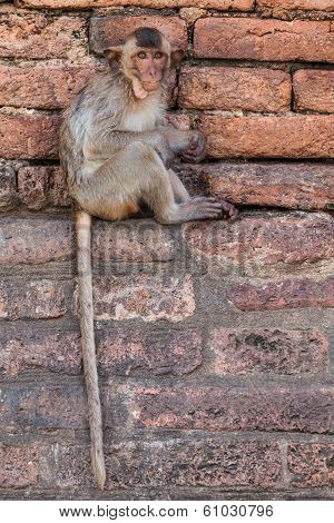 Monkeys Of Thailand