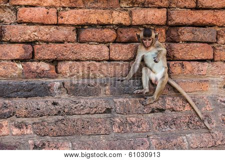 Monkeys Of Thailand