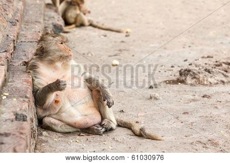 Monkeys Of Thailand