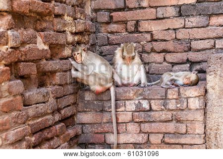 Monkeys Of Thailand