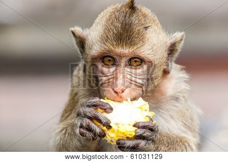 Monkeys Of Thailand