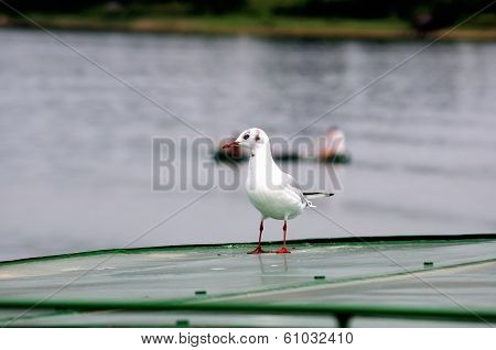 Black-headed Gull (Chroicocephalus ridibundus) 4