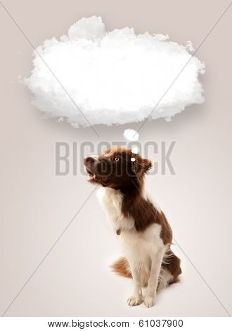Cute brown and white border collie with empty cloud above his head