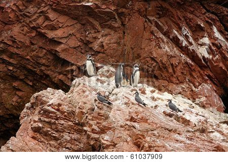 Humboldt Penguin in the island Ballestas, Paracas national park in Peru