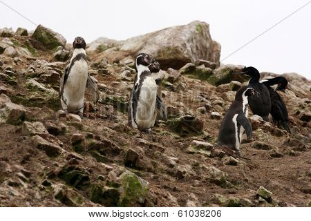 Humboldt Penguin in the island Ballestas, Paracas national park in Peru