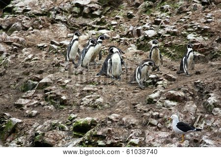 Humboldt Penguin in the island Ballestas, Paracas national park in Peru