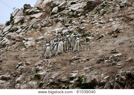 Humboldt Penguin in the island Ballestas, Paracas national park in Peru