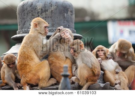 Playful monkeys near Swayambunath temple