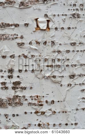 Birchbark With Drops Of Sap