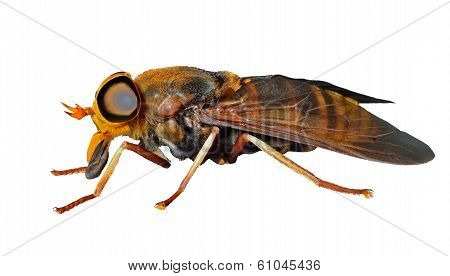 Horsefly