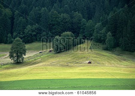 Hay harvest