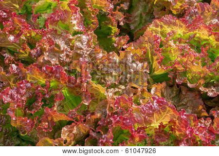 fresh lettuce leaves