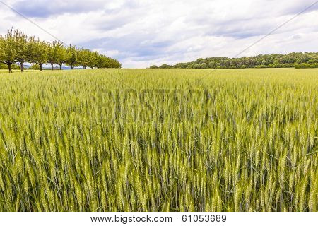 Beautiful Pattern Of Green Grain In Grainfield