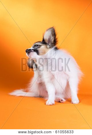 Itches Puppy