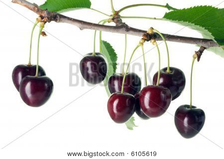 Cherries With Leaves.