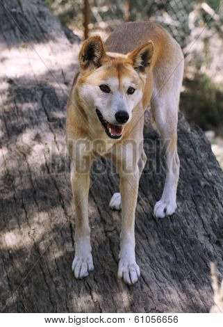 The dingo or Canis Lupus is a free-ranging dog found mainly in Australia, as well as Southeast Asia.