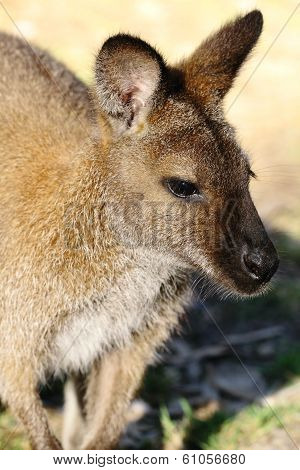 Bennett Wallaby