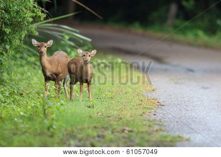 Hog Deers In The Forest
