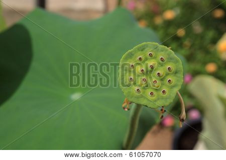 Lotus Seeds