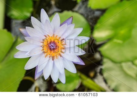 Lotus On Water