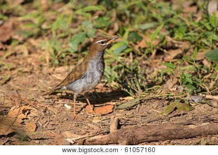 Grey-sided Thrush In Thailand