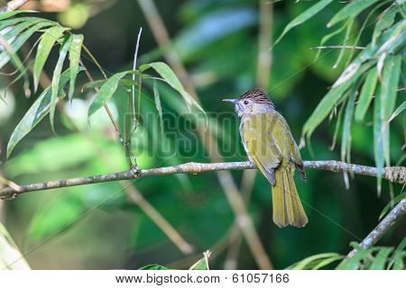 Mountain Bulbul In The Forest
