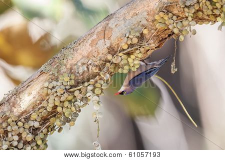 Velvet-fronted Nuthatch