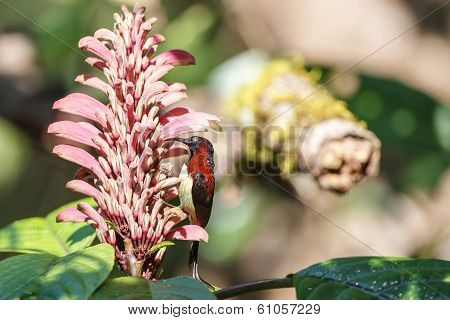 Black-throated Sunbird In Thailand