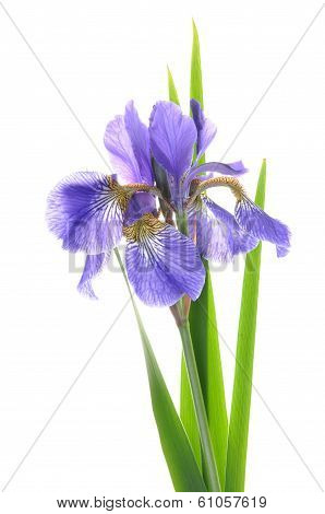 Blue iris flower