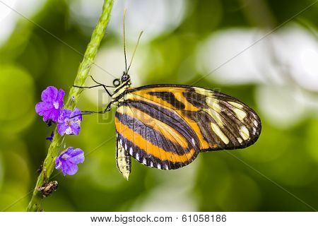 Tiger Longwing Butterfly