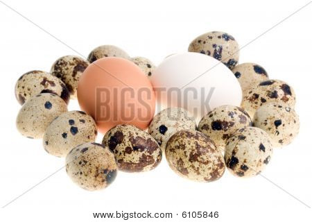 Chicken And Quail Eggs.