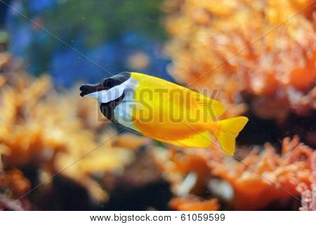 Sea life from London Aquarian. 