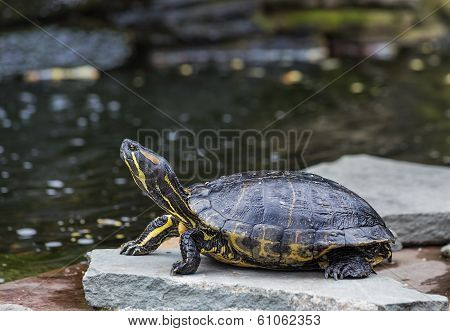 Western Painted Turtle (chrysemys Picta)