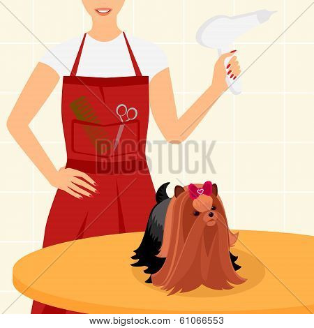 Professional dog grooming for Yorkshire Terrier