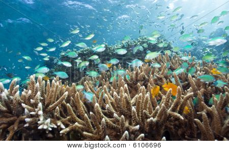 isola di menjangan sott'acqua