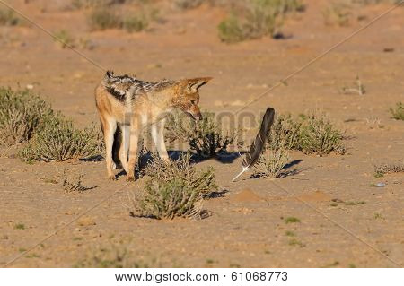 One Black Backed Jackal Play With Large Feather In Dry Desert Having Fun