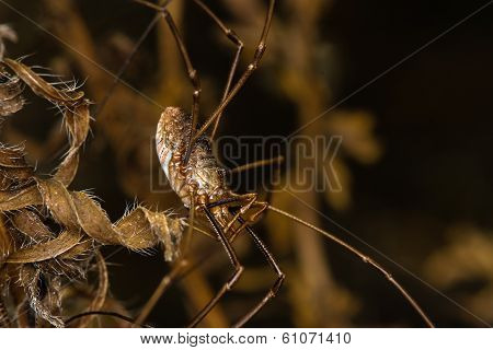 Spider