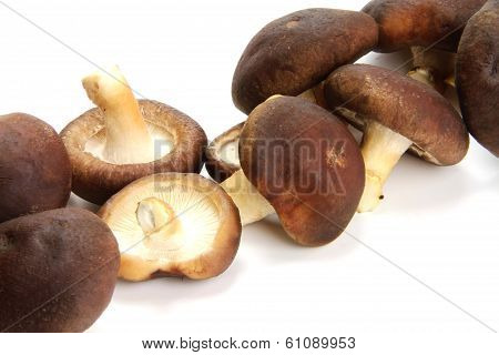 Mushroom