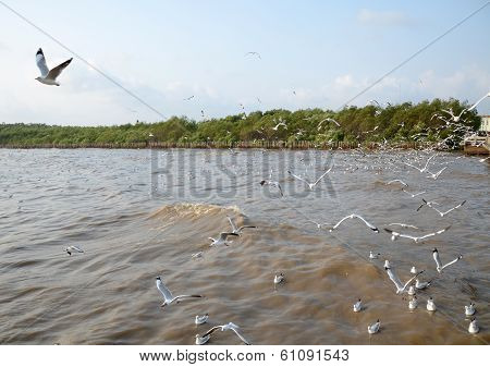 Seagull Is A Bird Migration To Bangpoo