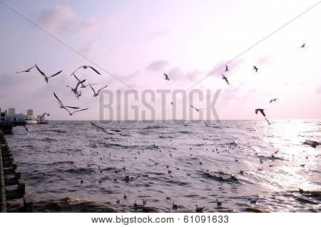 Seagull With Sunset In The Background, Bangpoo