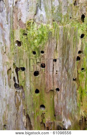 Detail Of A Tree With Woodworm Holes