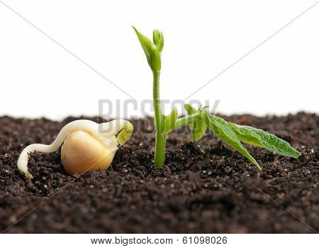 Sprouted peas