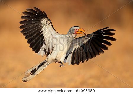 Yellow-billed hornbill (Tockus flavirostris) landing with open wings, South Africa 