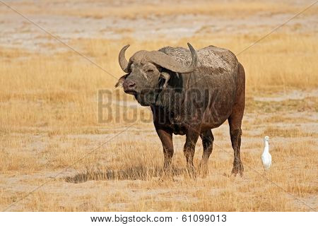 African buffalo (Syncerus caffer), Amboseli National Park, Kenya 