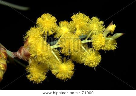 Wattle