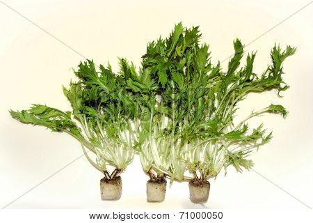 Fresh Wild Rocket Hydroponic On White Background