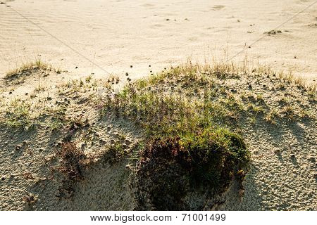 Nature Reserve From Close