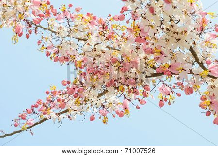 Pink Shower Blossom