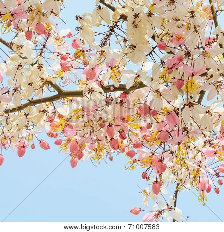 Pink Shower Blossom