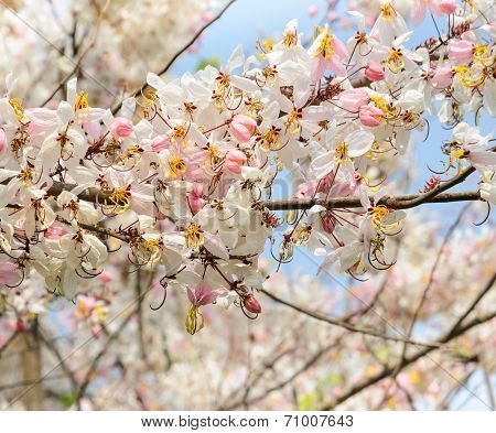 Pink Shower Blossom
